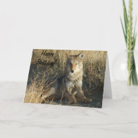 R15 Coyote Laying