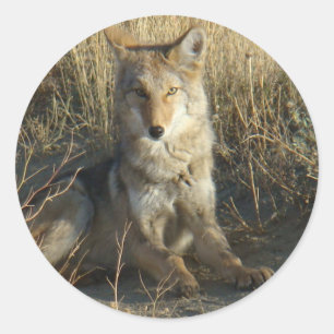 R15 Coyote Laying Classic Round Sticker