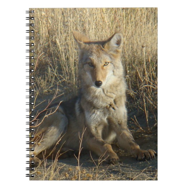 R15 Coyote Laying Notebook (Front)