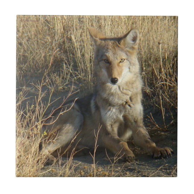 R15 Coyote Laying Tile (Front)