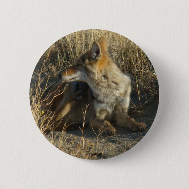 R16 Coyote Scratching 6 Cm Round Badge (Front)