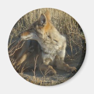 R16 Coyote Scratching Magnet