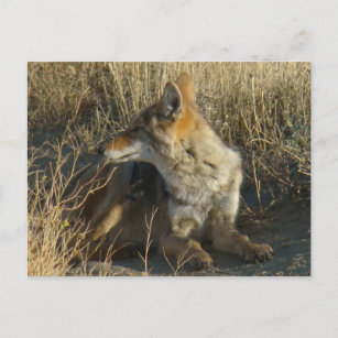 R16 Coyote Scratching Postcard