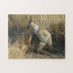 R17 Coyote Scratching Jigsaw Puzzle