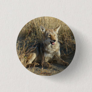 R18 Coyote Laying 3 Cm Round Badge