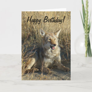 R18 Coyote Laying Card