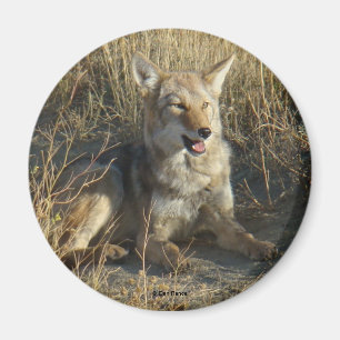 R18 Coyote Laying Magnet
