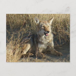 R18 Coyote Laying Postcard