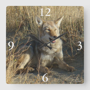 R18 Coyote Laying Square Wall Clock