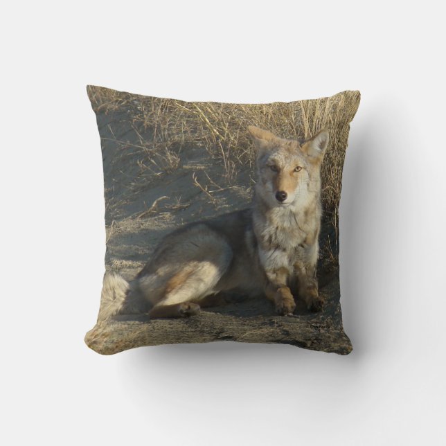 R19 Coyote Laying Cushion (Front)