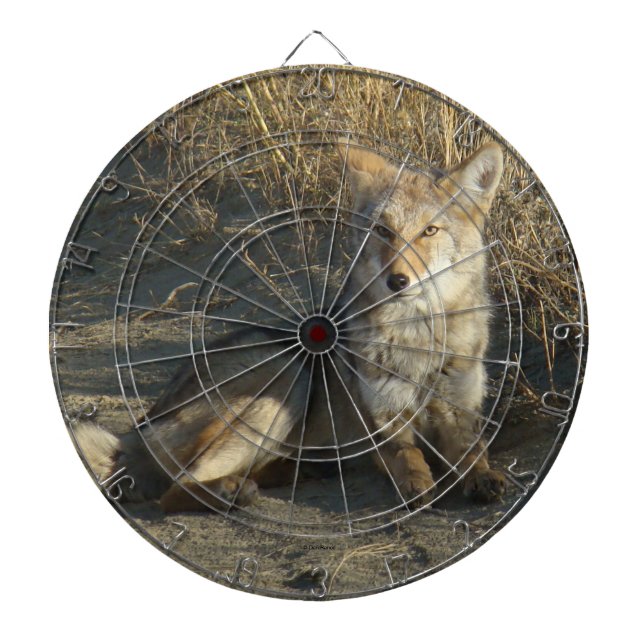 R19 Coyote Laying Dartboard (Front)