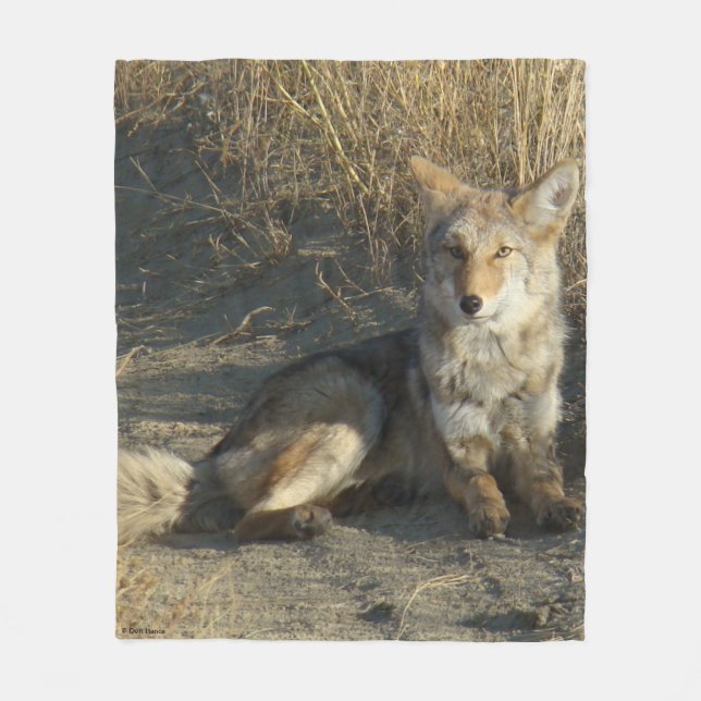 R19 Coyote Laying Fleece Blanket (Front)
