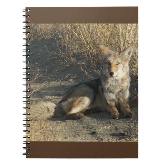 R19 Coyote Laying Notebook (Front)