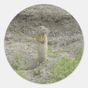 R1 Richardson's Ground Squirrel Classic Round Sticker