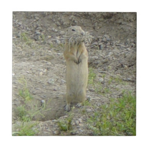 R1 Richardson's Ground Squirrel "Gopher" Tile