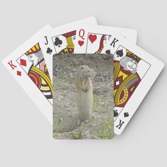 R1 Richardson's Ground Squirrel Playing Cards (Back)
