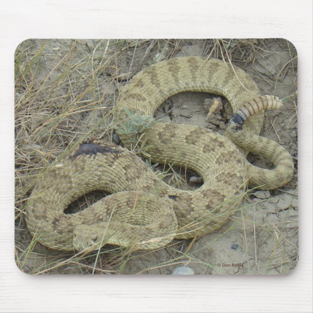 R20 Prairie Rattlesnake Wounded Mouse Mat (Front)