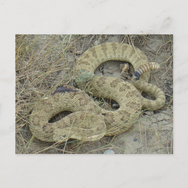 R20 Prairie Rattlesnake Wounded Postcard (Front)