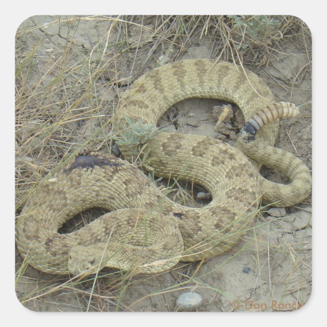 R20 Prairie Rattlesnake Wounded Square Sticker (Front)