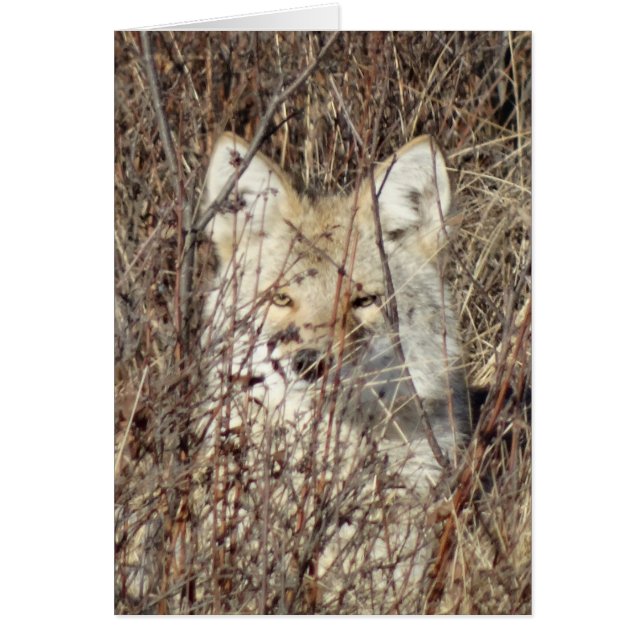 R21 Coyote "Watching You" (Front)