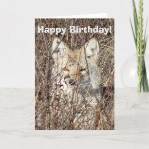 R21 Coyote "Watching You" Card