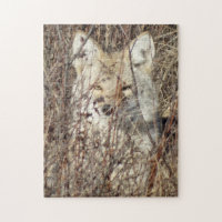 R21 Coyote "Watching You"