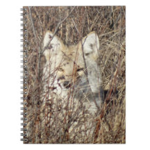 R21 Coyote "Watching You"