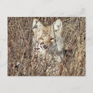 R21 Coyote "Watching You" Postcard