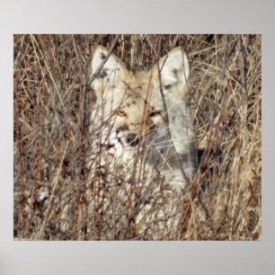 R21 Coyote "Watching You" Poster