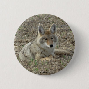 R22 Coyote Laying 6 Cm Round Badge