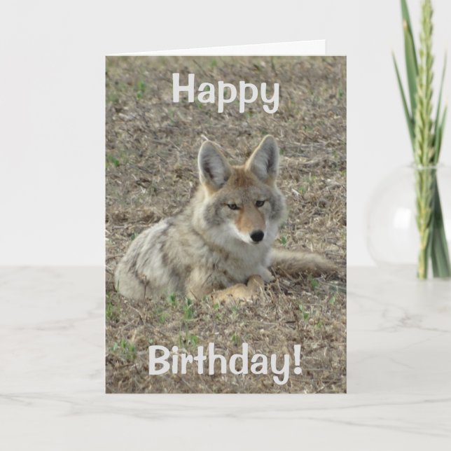R22 Coyote Laying Card (Front)