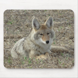 R22 Coyote Laying Mouse Mat