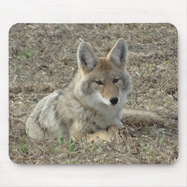 R22 Coyote Laying Mouse Mat (Front)