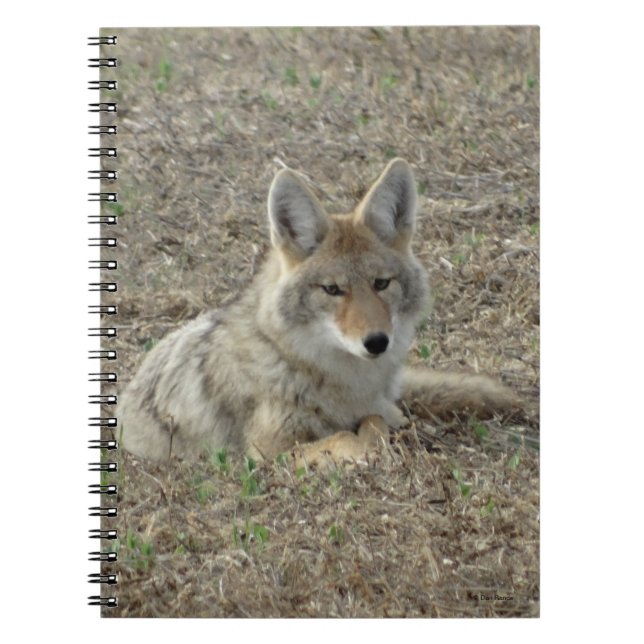 R22 Coyote Laying Notebook (Front)