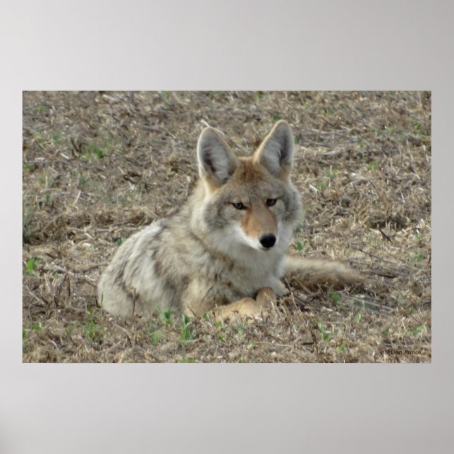 R22 Coyote Laying Poster (Front)