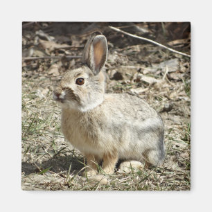 R24 Cotton-tail Rabbit Magnet