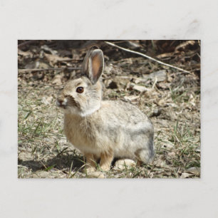 R24 Cotton-tail Rabbit Postcard