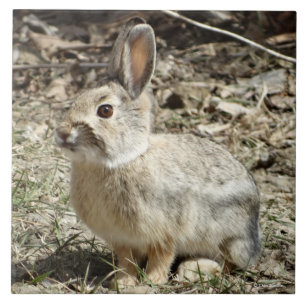 R24 Cotton-tail Rabbit Tile