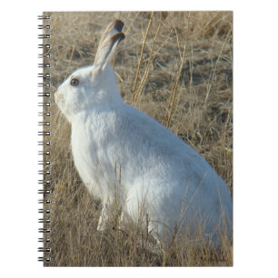R25 Snowshoe Hare Notebook