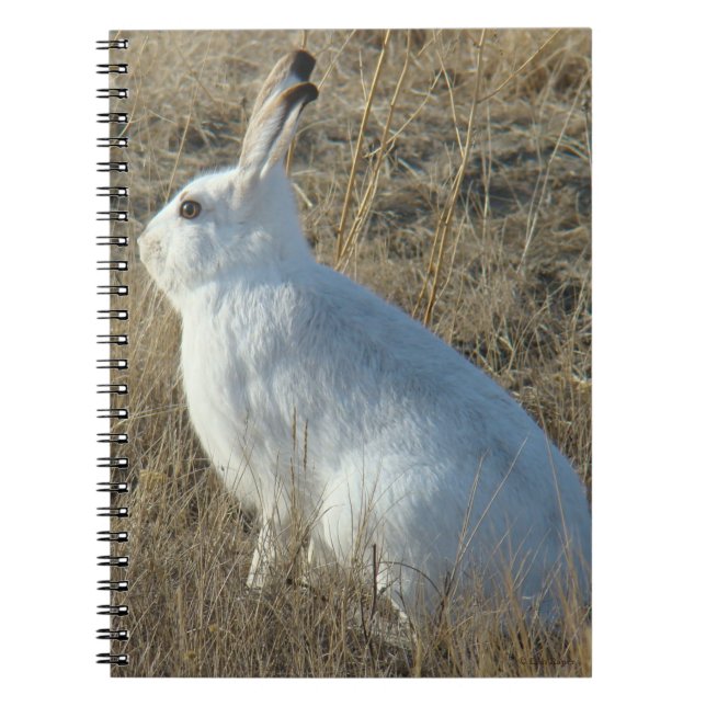 R25 Snowshoe Hare Notebook (Front)