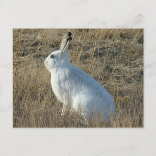 R25 Snowshoe Hare Postcard