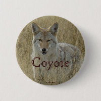 R2 Coyote in Tall Grass