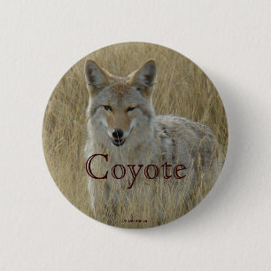 R2 Coyote in Tall Grass 6 Cm Round Badge