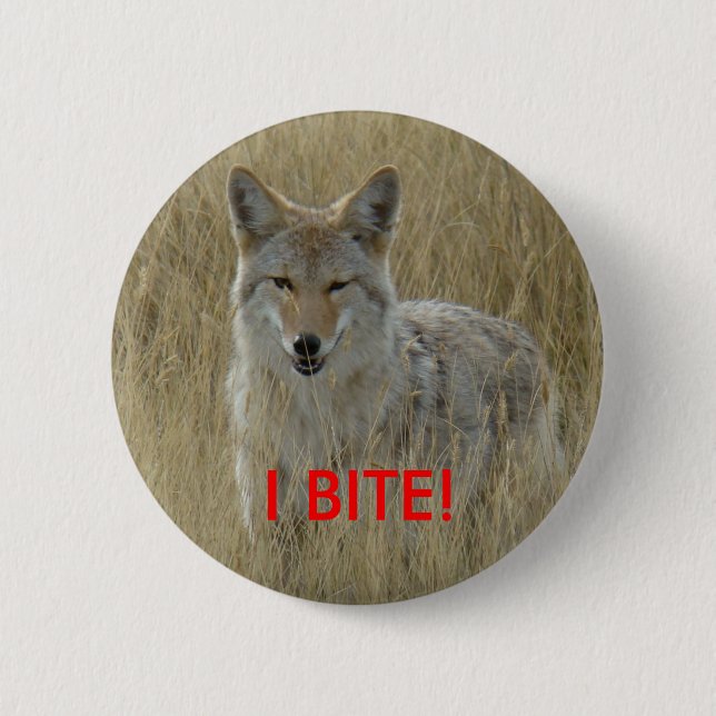 R2 Coyote in Tall Grass 6 Cm Round Badge (Front)