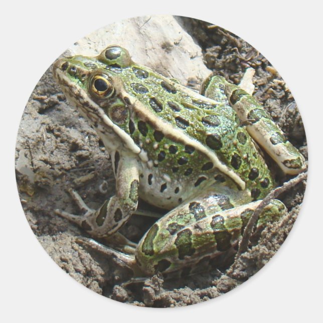 R3 Leopard Frog Classic Round Sticker (Front)