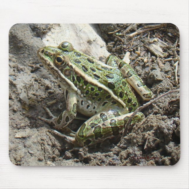 R3 Leopard Frog Mouse Mat (Front)