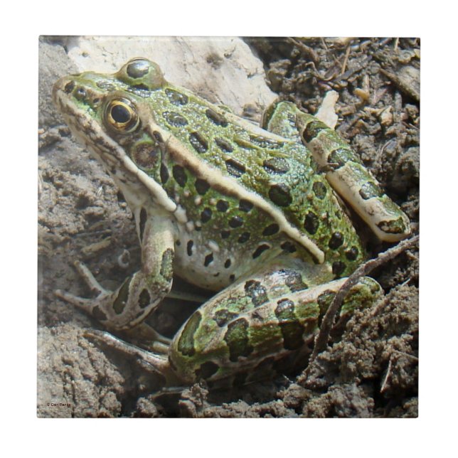 R3 Leopard Frog Tile (Front)