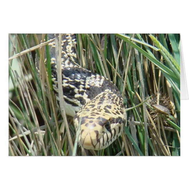 R4 Bull Snake (Front Horizontal)