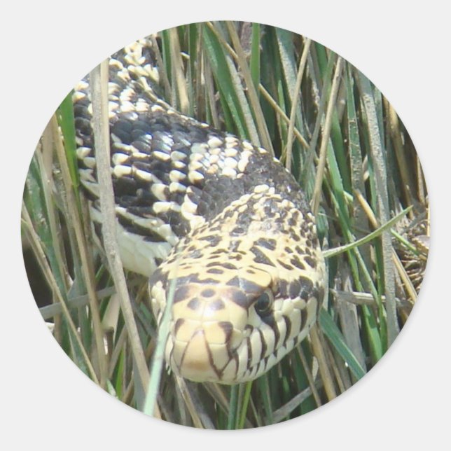 R4 Bull Snake in Grass Classic Round Sticker (Front)