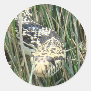 R4 Bull Snake in Grass Classic Round Sticker